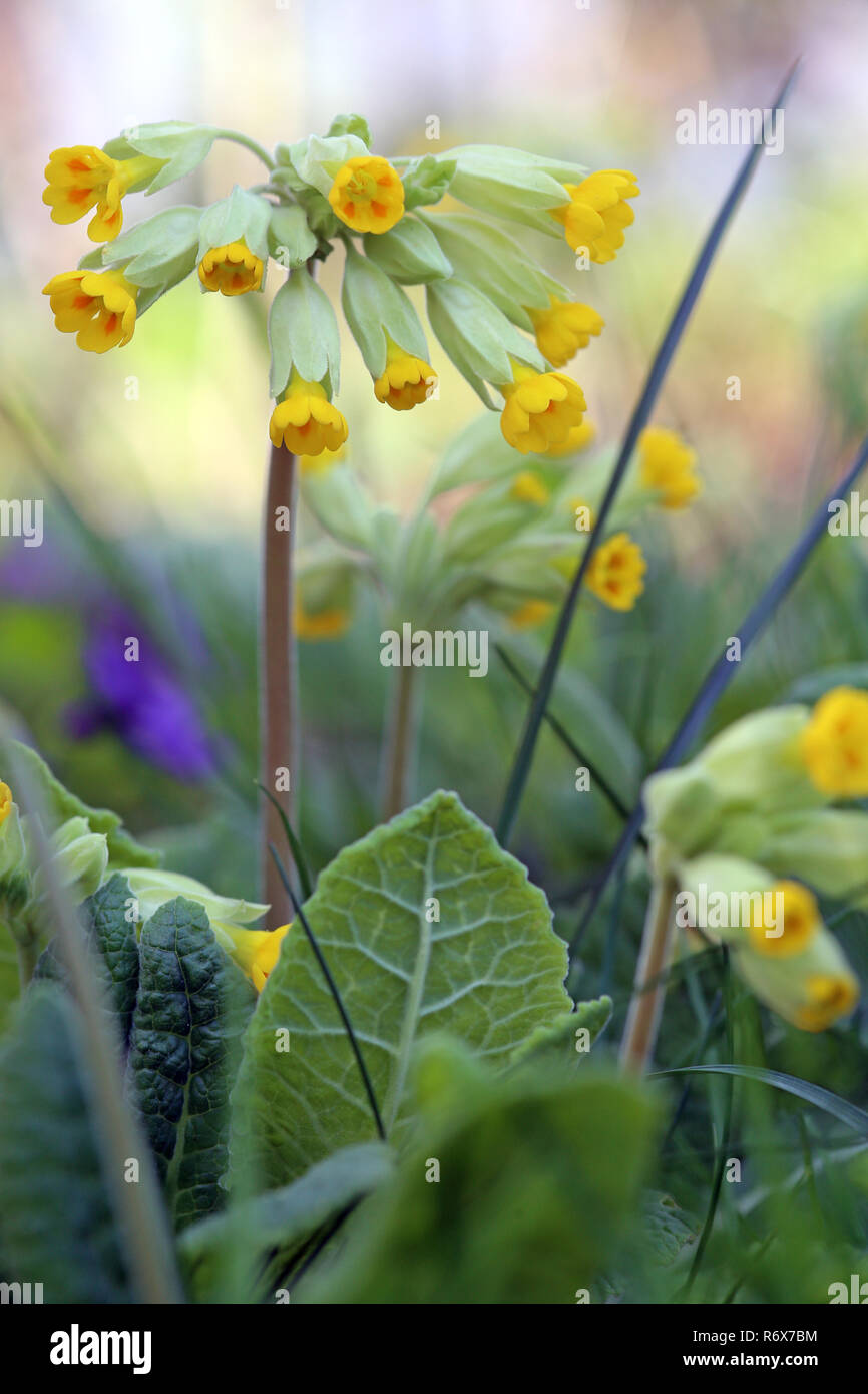 Echte schlüsselblume Primula Veris in Nahaufnahme Stockfoto