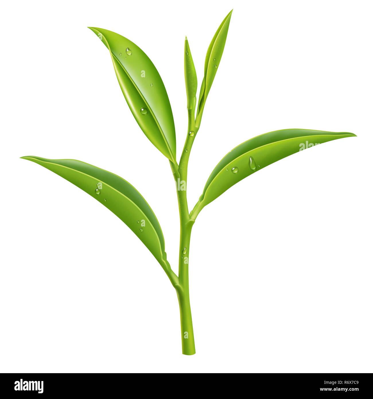 Grüner Tee Illustration, digitale Malerei Stockfoto