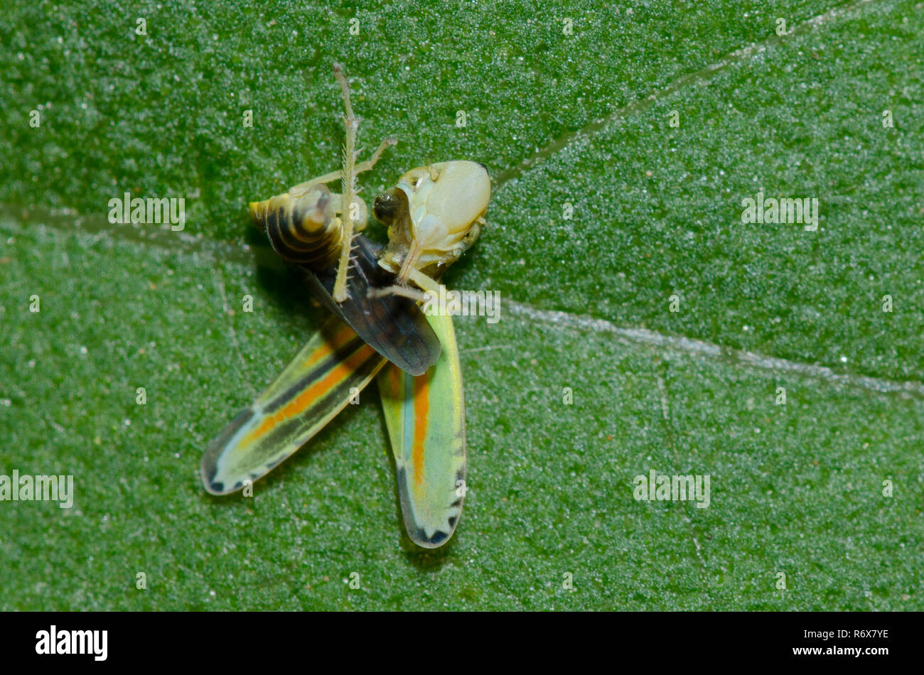 Leafhopper, Familie Cicadellidae, bleibt nach der Dezimierung durch Blau-konfrontiert, Aeshna ambiguum Meadowhawk Stockfoto
