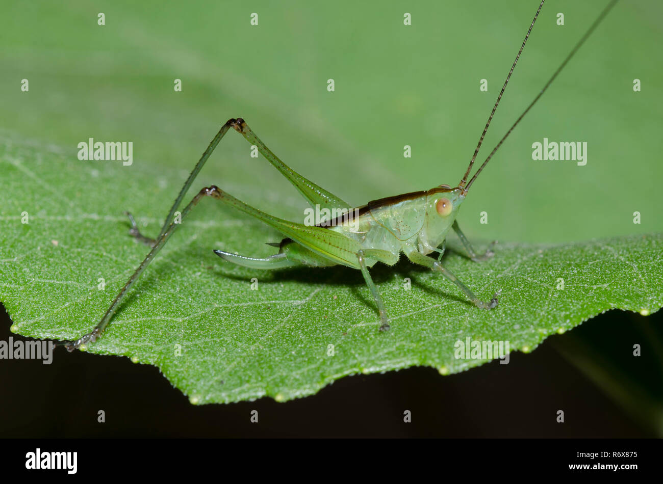 Wiese Katydid, Stamm Conocephalini, weiblichen Nymphe Stockfoto