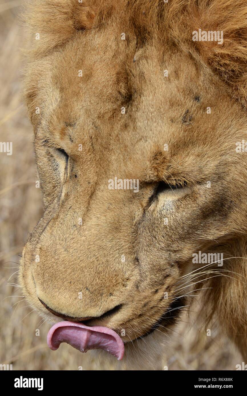 African Wildlife Safari im Ngorongoro Krater von Tansania. Stockfoto