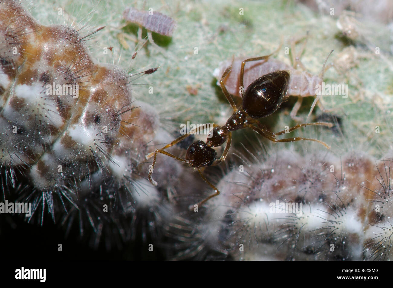 Erntemaschinen, Feniseca tarquinius, Larven fressen an Woolly Ahorn Blattläuse, Neoprociphilus aceris, mit tendenziell falsch Honig, Prenolepis imparis Ant Stockfoto