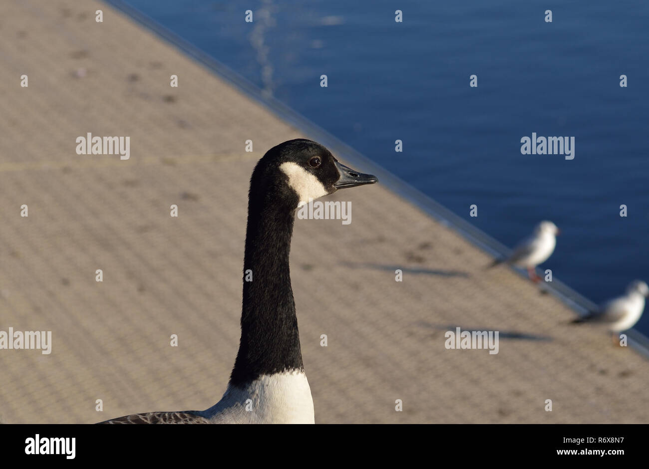 Scharfe Augen kanadische Gans scheint über die zwei Möwen auf dem Rand der Promenade an der Salford Quays im Nordwesten von England stehend zu konzentrieren Stockfoto