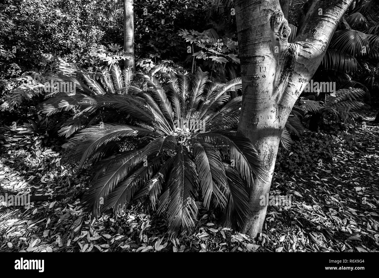 Nahaufnahme von einer Palme, Hintergrund, Gulbenkian Park Stockfoto