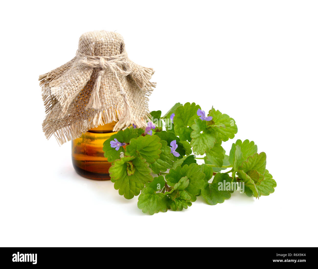 Glechoma hederacea, Efeu, Gill-über-die-Masse, creeping Charlie, alehoof, tunhoof, catsfoot, Feld Balsam, run-away-Robin. Mit pharmazeutischen Bo Stockfoto