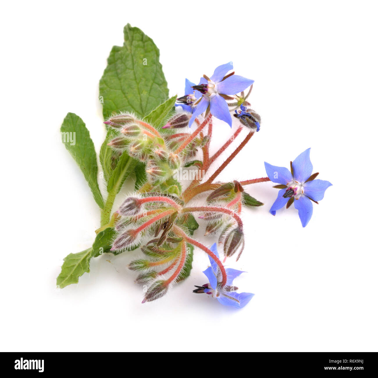 Borretsch-Blüten Stockfoto