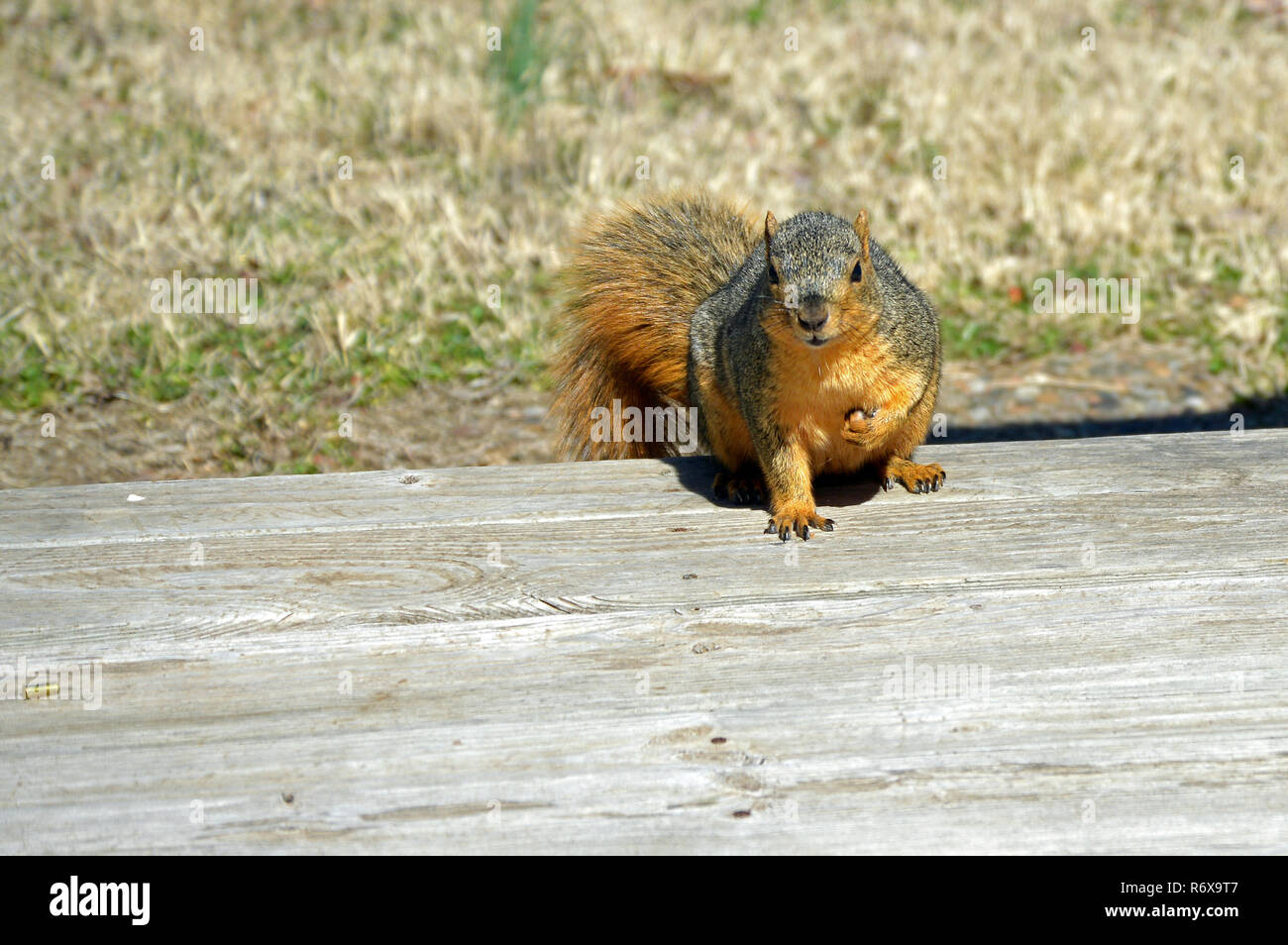 Eine rote squirred hält auf dem Deck gerade lang genug für ein Portrait Stockfoto