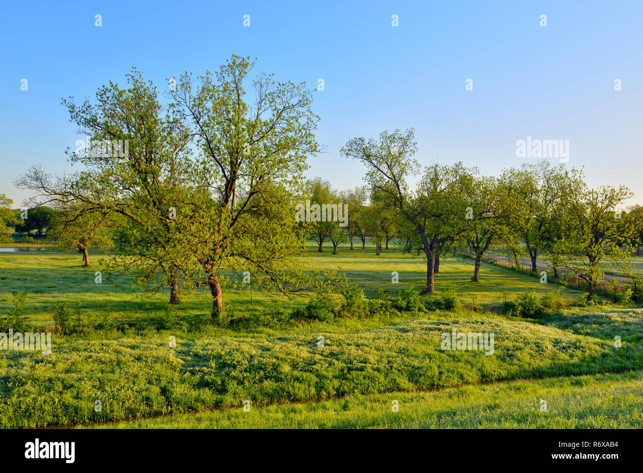 Am Straßenrand pecan Bäume im Frühling, Bristow, Oklahoma, USA Stockfoto