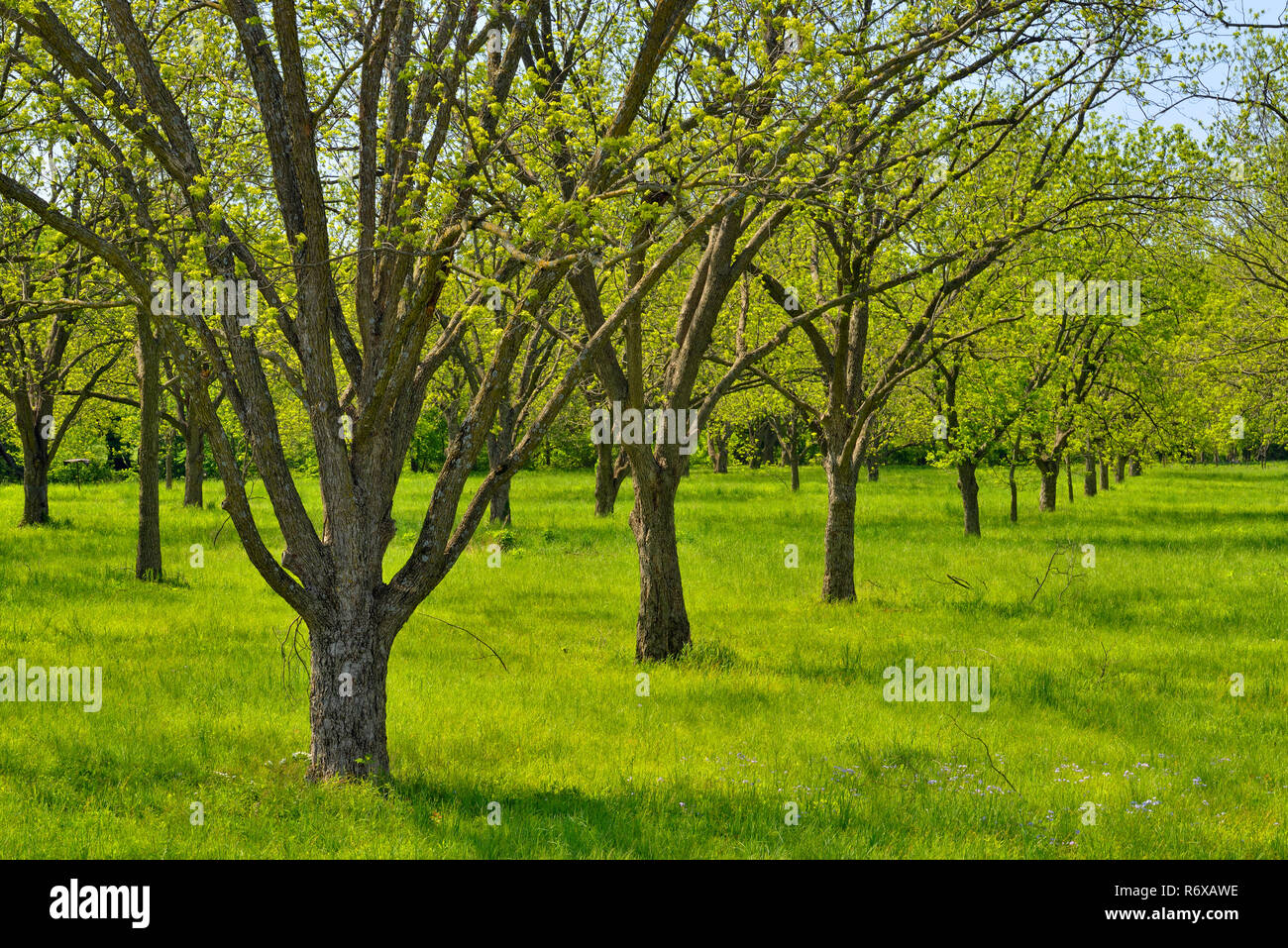 Pecannuss Bäume, Craig County, Oklahoma, USA Stockfoto