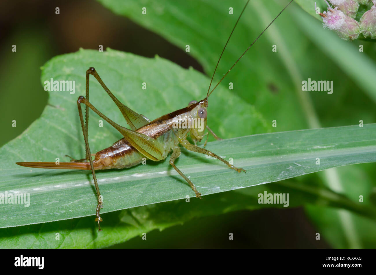 Kurze - winged Wiese Katydid, Conocephalus brevipennis, Weiblich Stockfoto