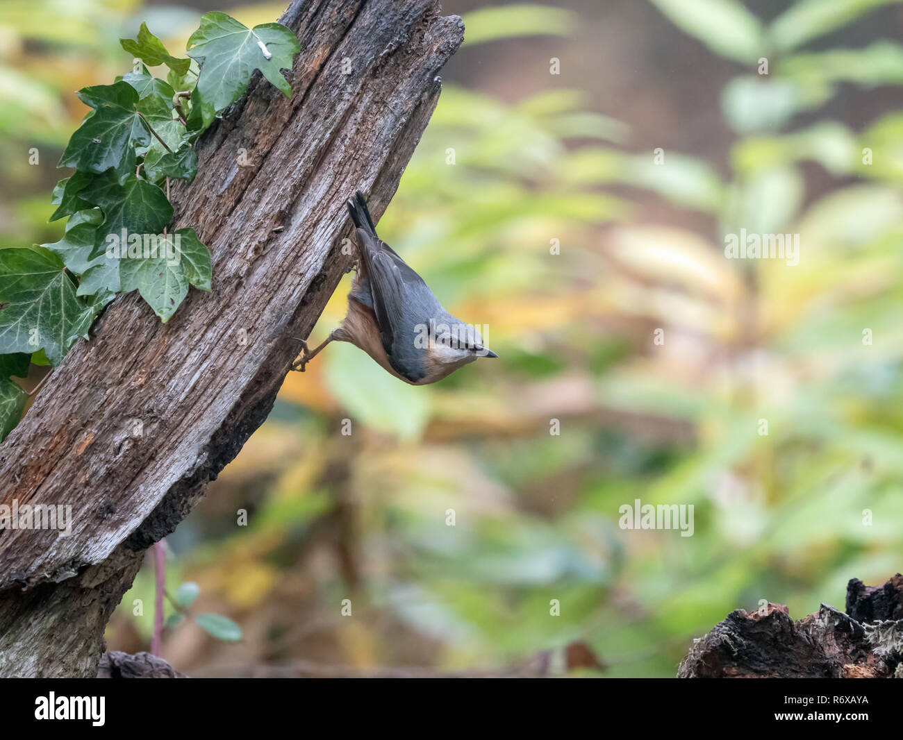 Wald Vogel eurasischen Kleiber in der klassischen Pose auf hölzernen Tor post. Stockfoto