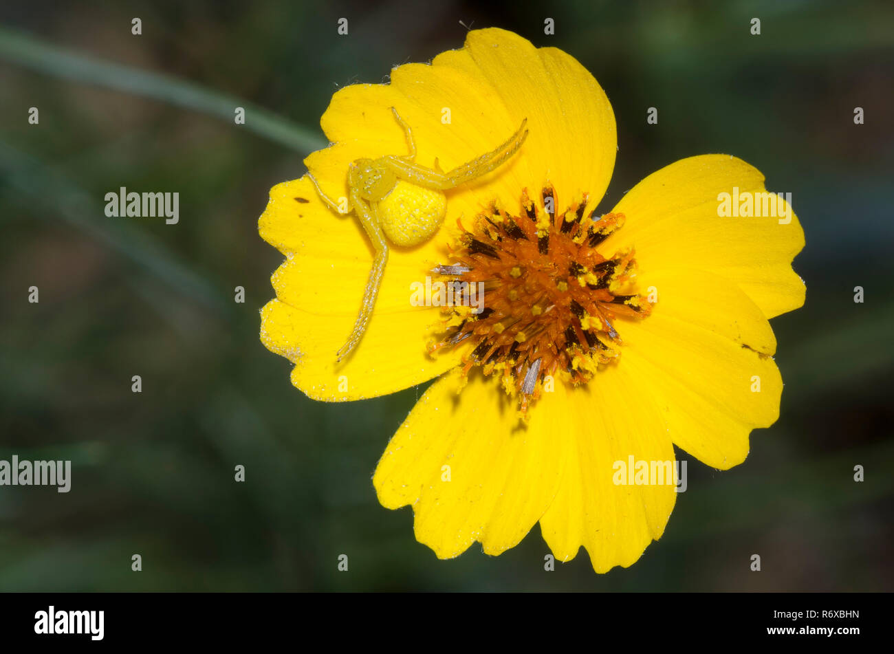 Crab Spider, Mecaphesa sp., steif, Greenthread Thelesperma filifolium Stockfoto