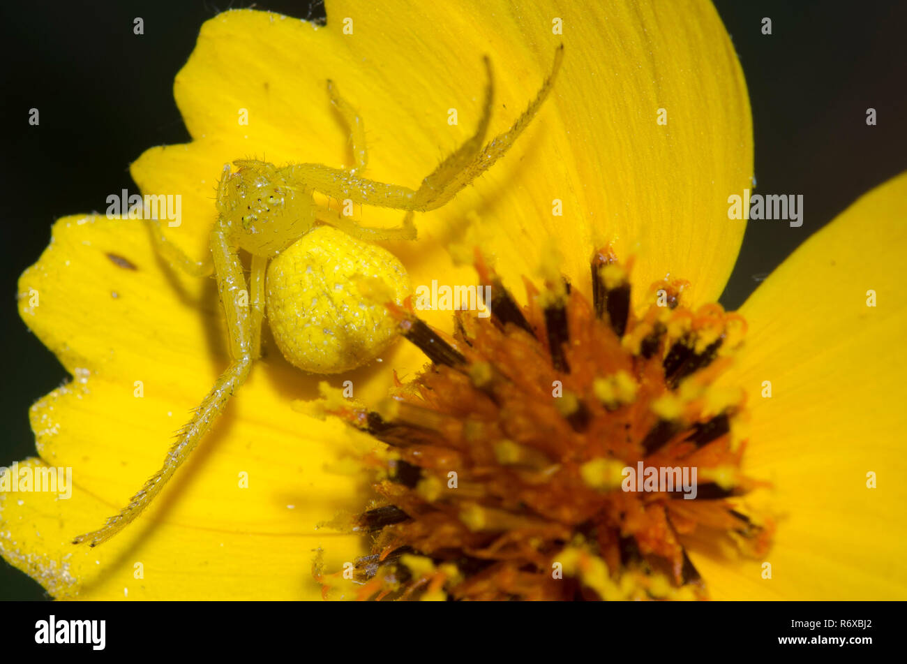 Crab Spider, Mecaphesa sp., steif, Greenthread Thelesperma filifolium Stockfoto