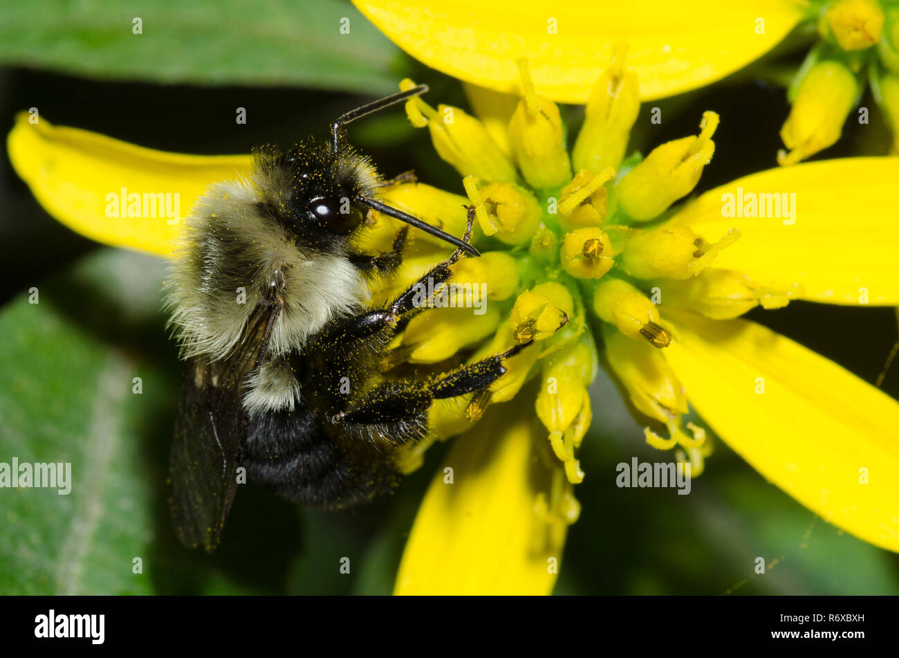 Gemeinsame östlichen Bumble Bee, Bombus Impatiens, Nahrungssuche auf gelben composite Blume Stockfoto