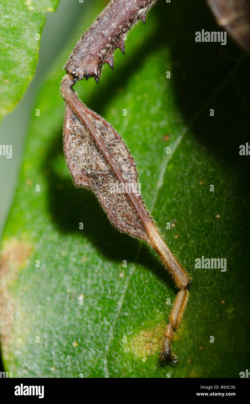 Leaf-footed Bug (?), Terminalis, close-up der Hinterbein Stockfoto