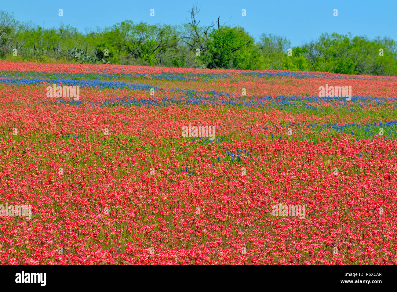 Wildblumen in eine Wiese mit Eichen, FM 476 in der Nähe von Poteet, Texas, USA Stockfoto