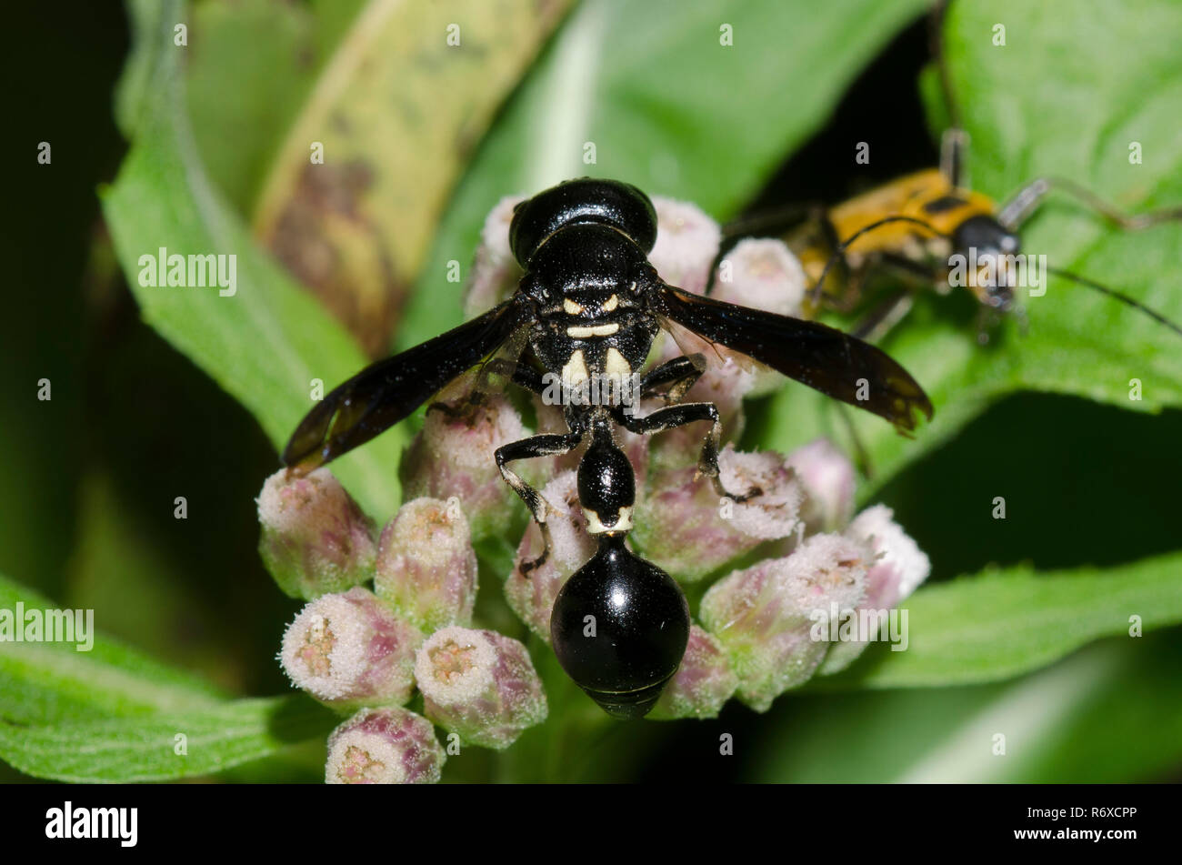 Potter Wasp, Zethus spinipes, auf saltmarsh Berufskraut, Pluchea odorata Stockfoto