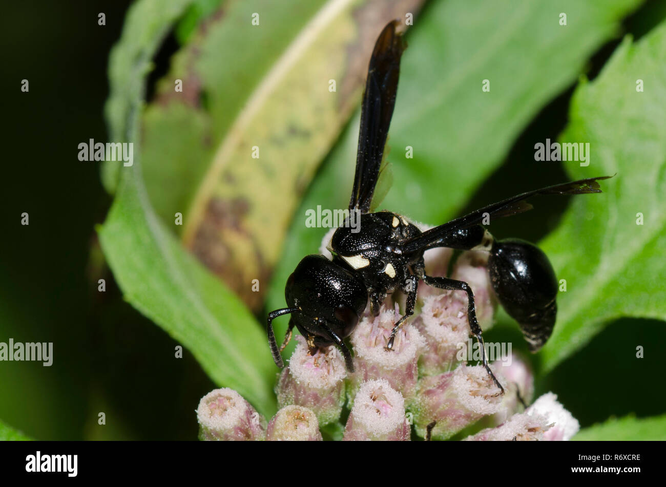 Potter Wasp, Zethus spinipes, auf saltmarsh Berufskraut, Pluchea odorata Stockfoto