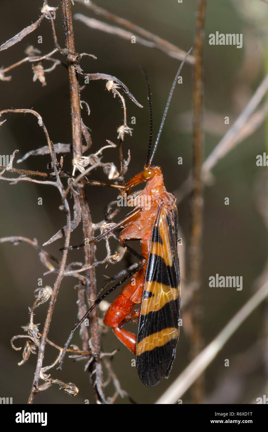 Gemeinsame Scorpionfly, Panorpa nuptialis, männlich Stockfoto