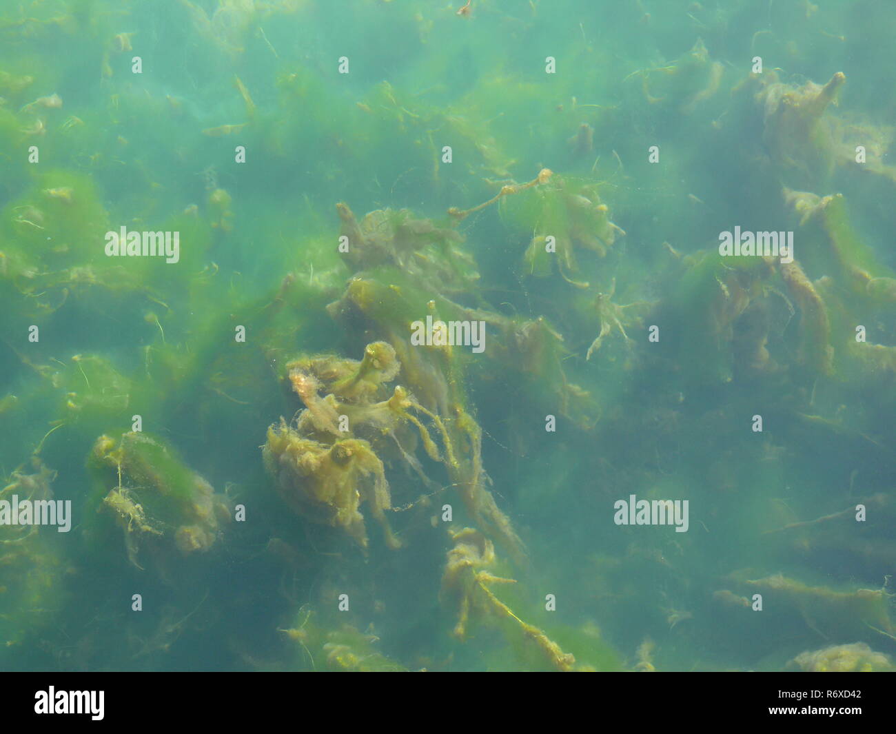 Algen im Wasser Der lippequelle Stockfoto