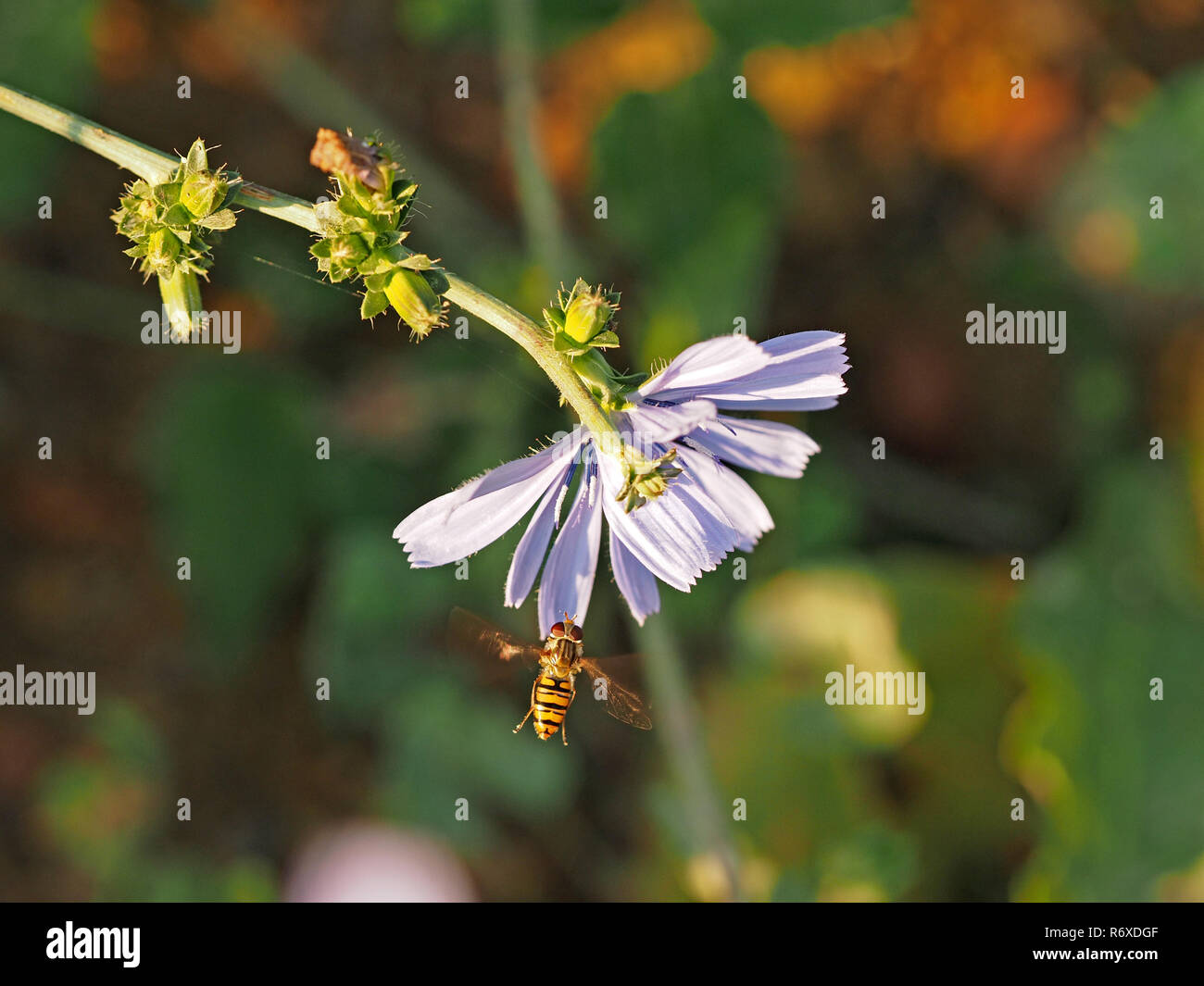 Flying Marmalade hoverfly (Episyrphus balteatus) besuchen blass blaue Blume der CHICORÉE (Cichorium intybus) in eine sonnige Wiese in der Toskana, Italien Stockfoto