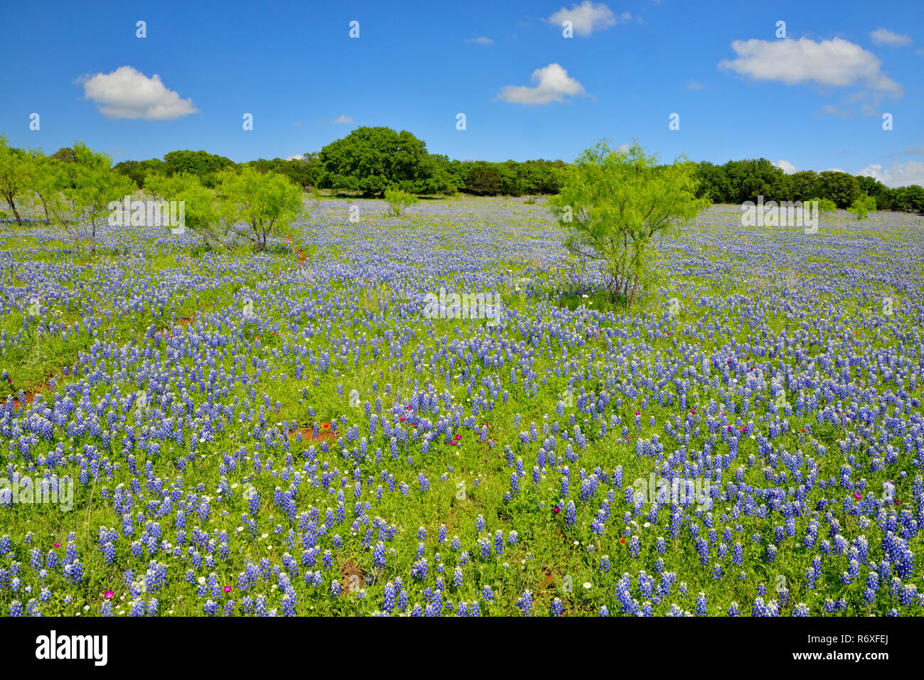 Am Straßenrand Wildblumen entlang Threadgill Creek Road mit Texas Bluebonnets, Mason County, Texas, USA Stockfoto