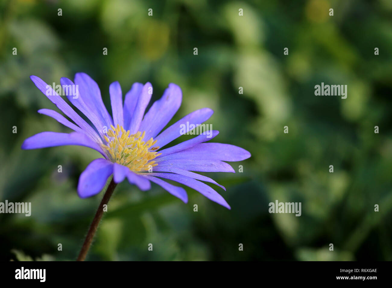 Blau-violett blühenden Balkan cuneata Anemone blanda Stockfoto