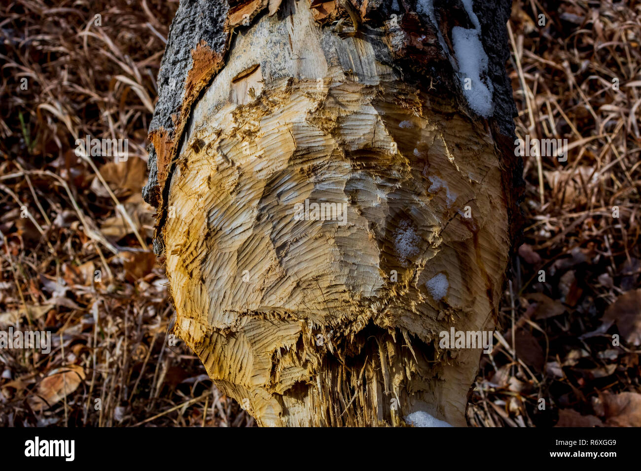 Nahaufnahme der nordamerikanischen Biberzähne in gefallenen schmalblättrigen Cottonwood-Baum, Castle Rock Colorado USA. Foto aufgenommen im Dezember. Stockfoto