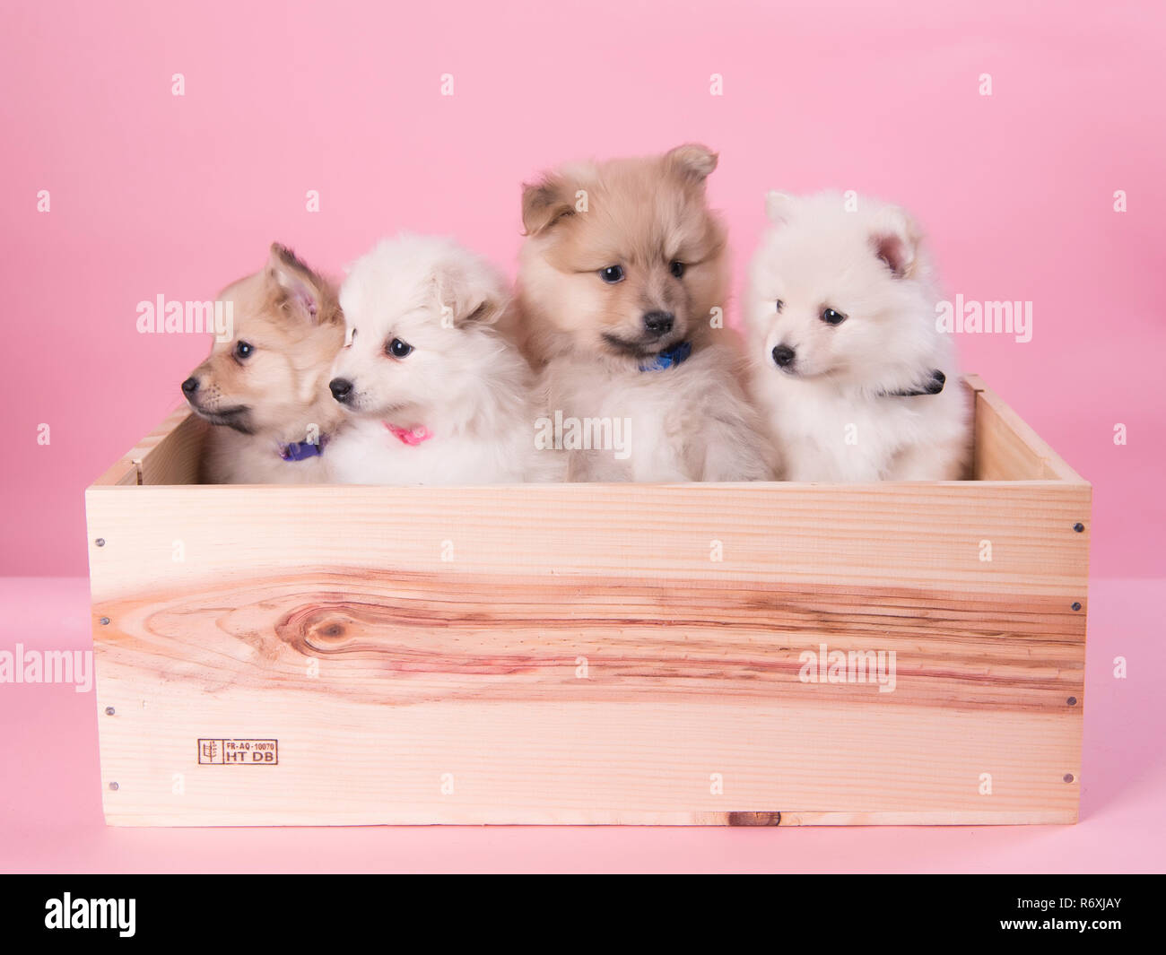 Wurf von Pomeranians 4 Welpen in einer Box Stockfoto