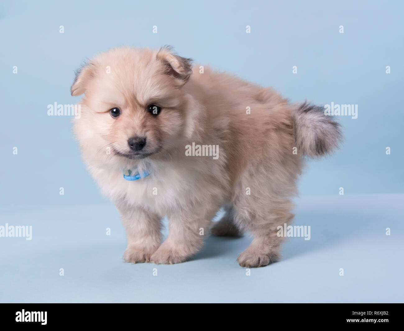 Pomeranian Welpen 6 Wochen alt süße Fotografie Stockfoto