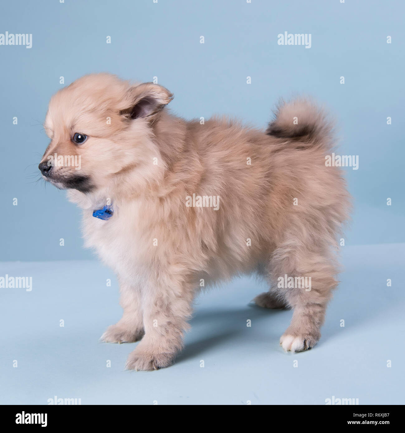 Pomeranian Welpen 6 Wochen alt süße Fotografie Stockfoto