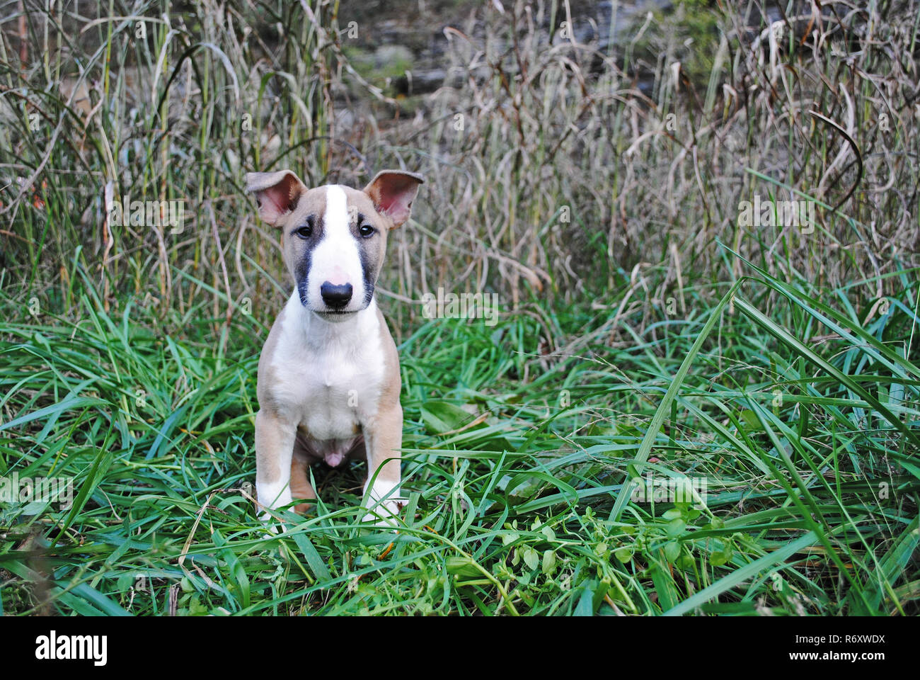 Welpen im Gras sitzen. Stockfoto