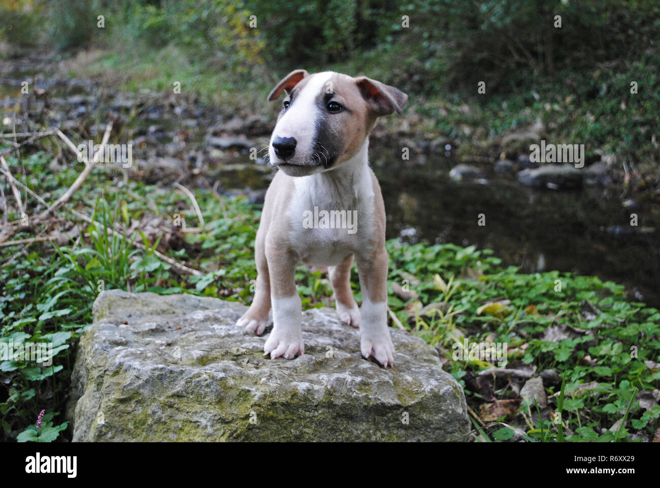 English Bull Terrier Welpe, stehend auf einem Rock Stockfoto