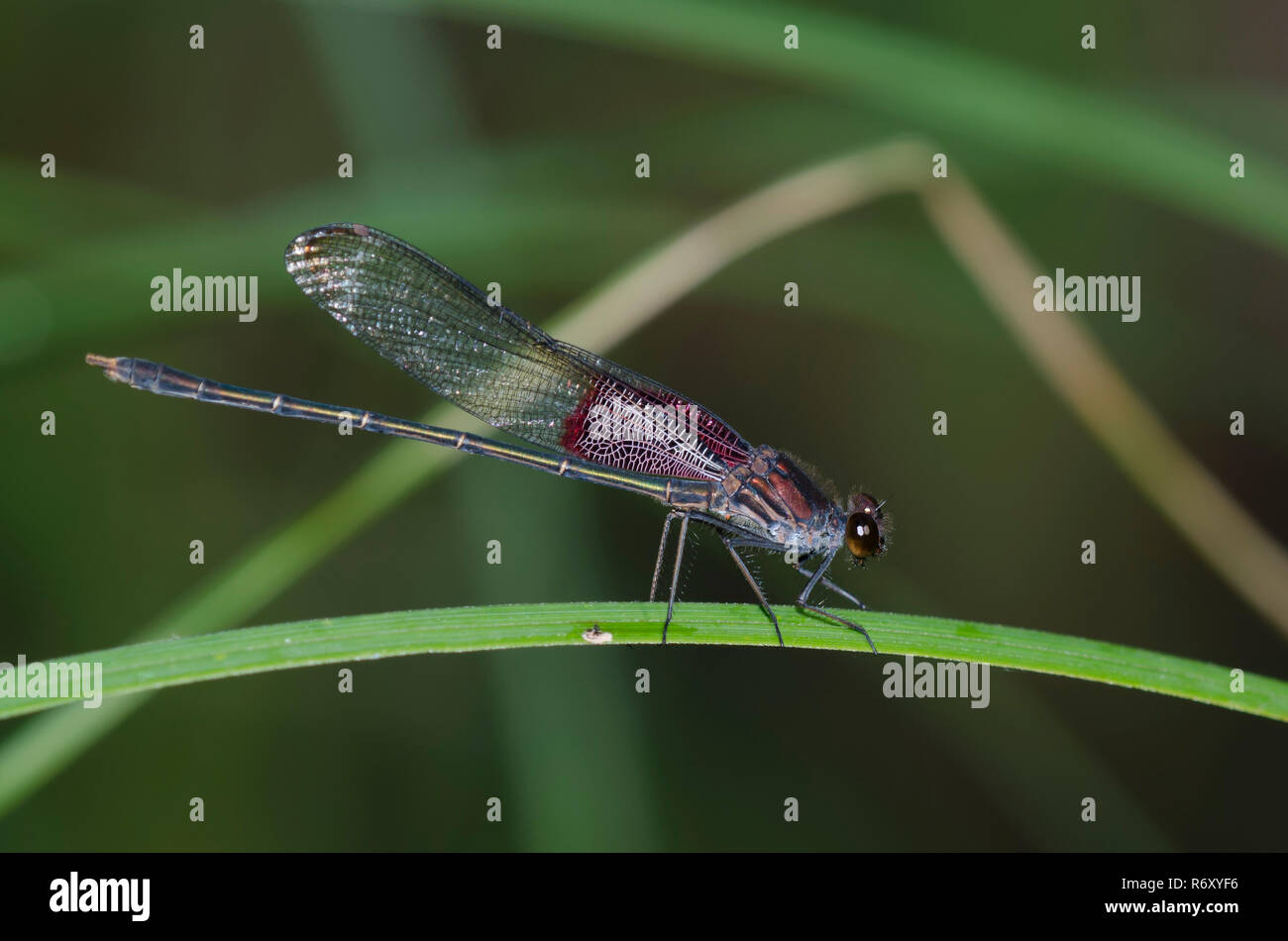 Amerikanische Hetaerina Rubyspot, Americana, männlich Stockfoto