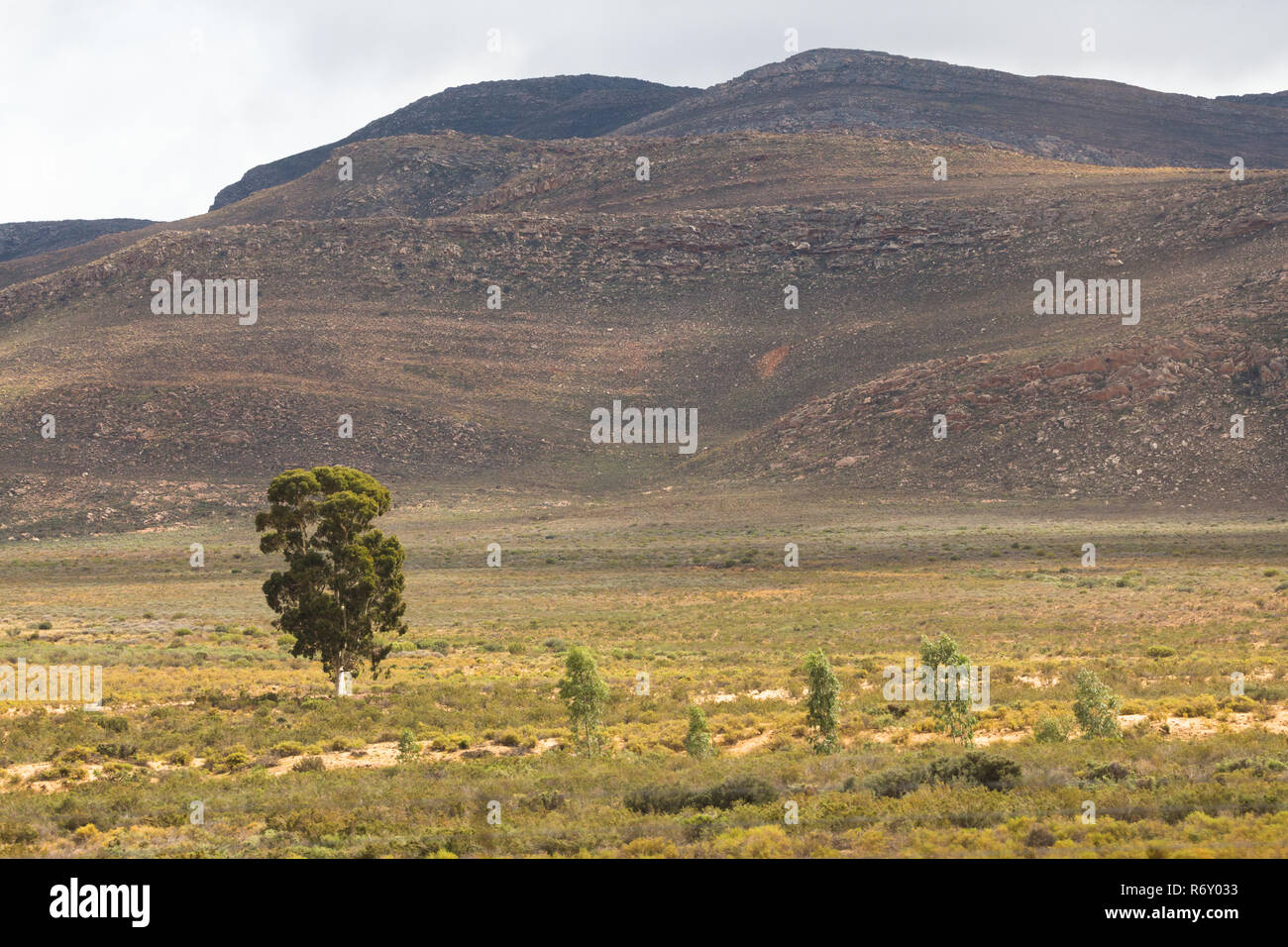 Karoo Halbwüste Landschaft mit Bergen im Hintergrund und ein einsamer Baum im Vordergrund. Stockfoto