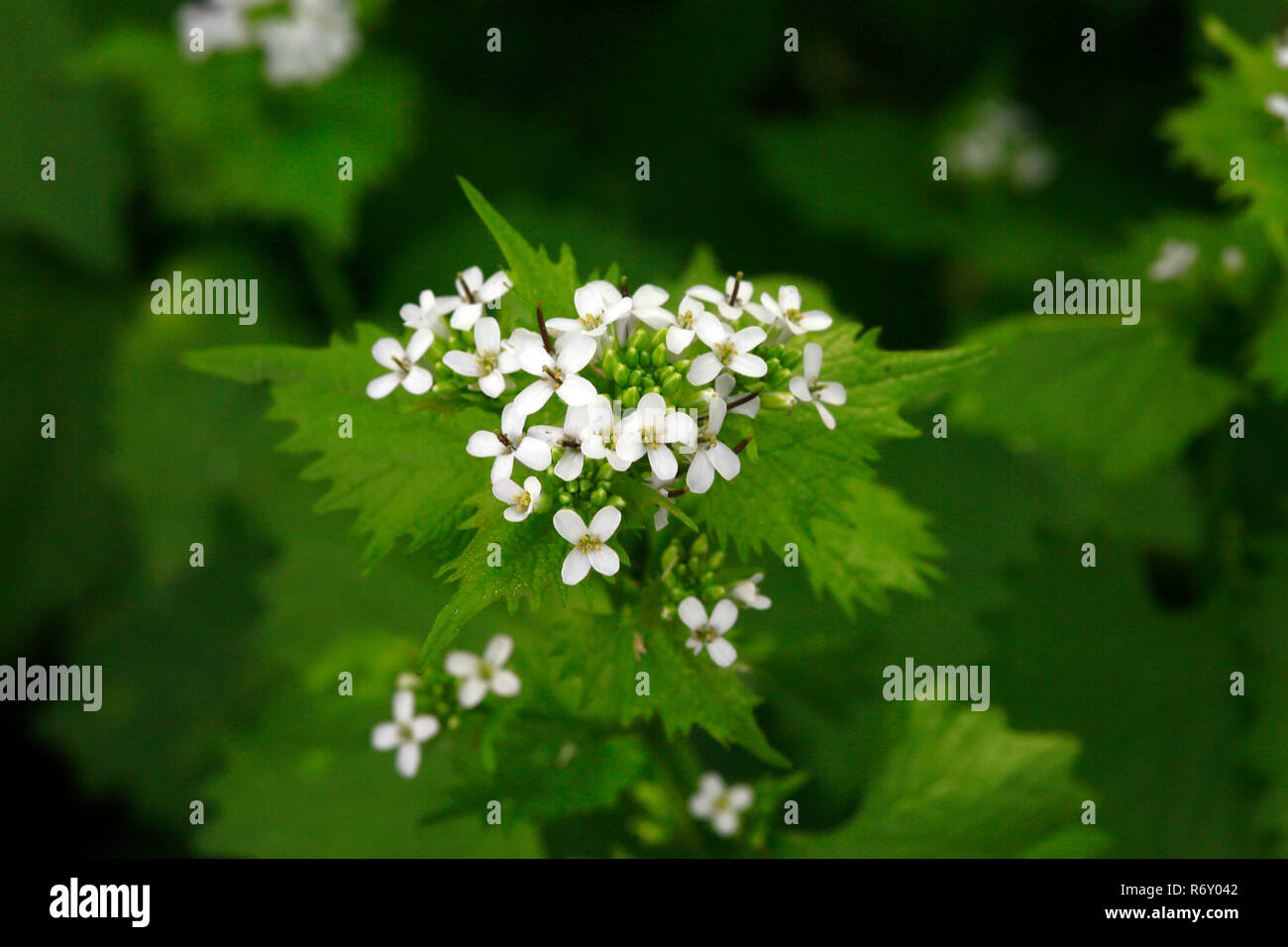 Gemeinsame lauch Kraut, knoblauchsrauke (alliaria petiolata) Stockfoto