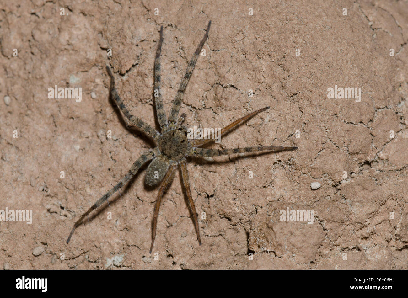 Thinlegged Wolf Spider, Pardosa sp., mit drei regeneriert Beine Stockfoto