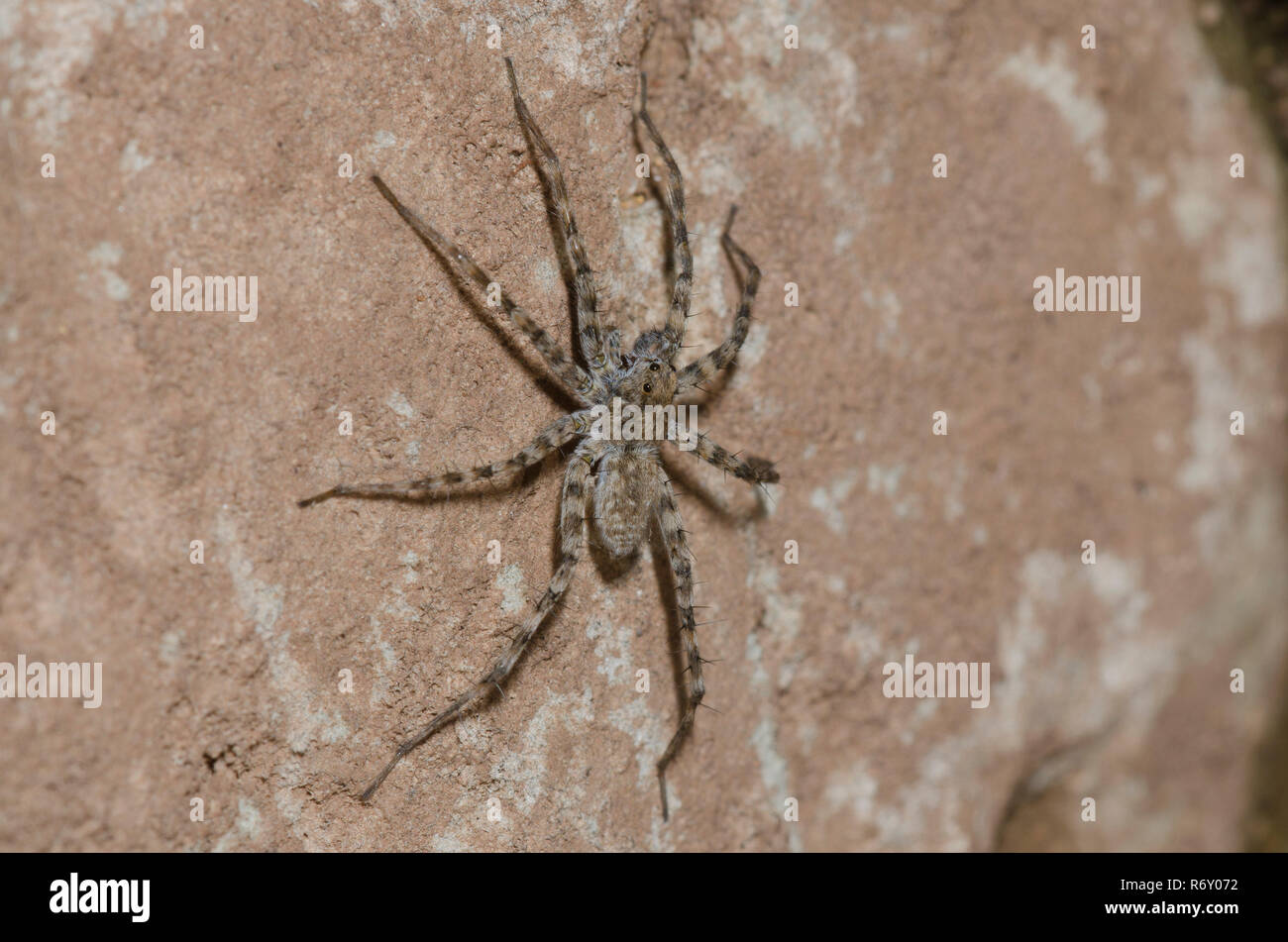 Thinlegged Wolf Spider, Pardosa sp. Stockfoto