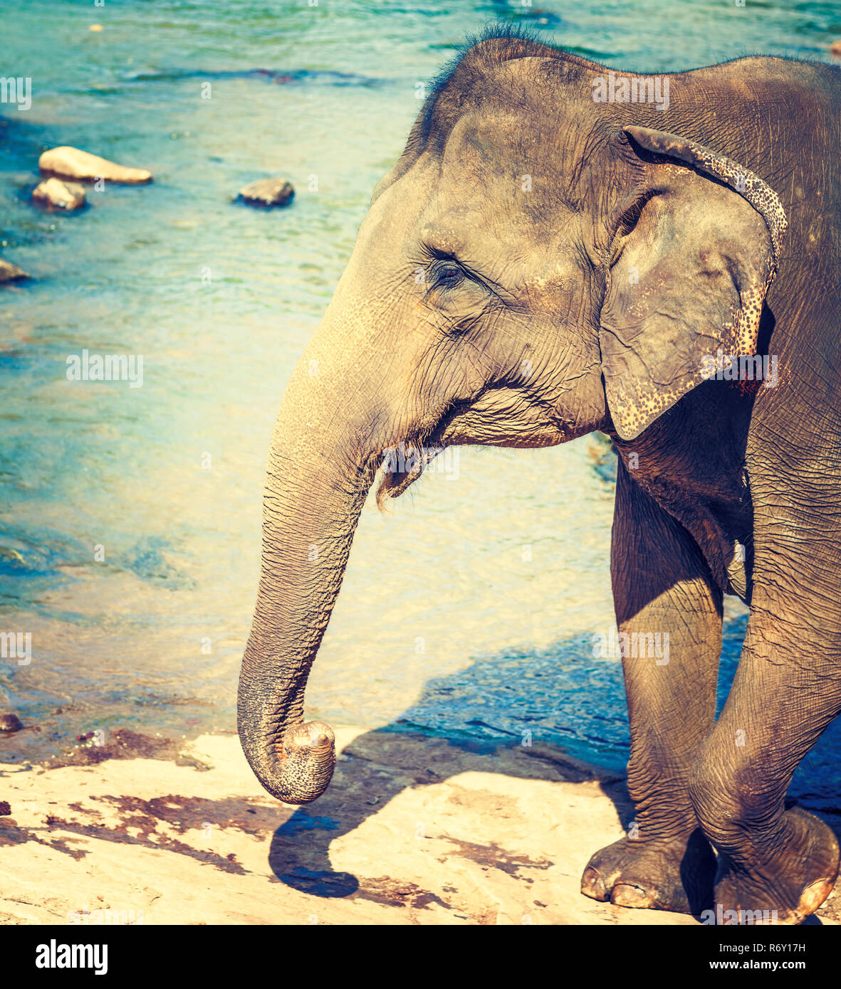 Elefant cub Baden in einem Fluss. Stockfoto