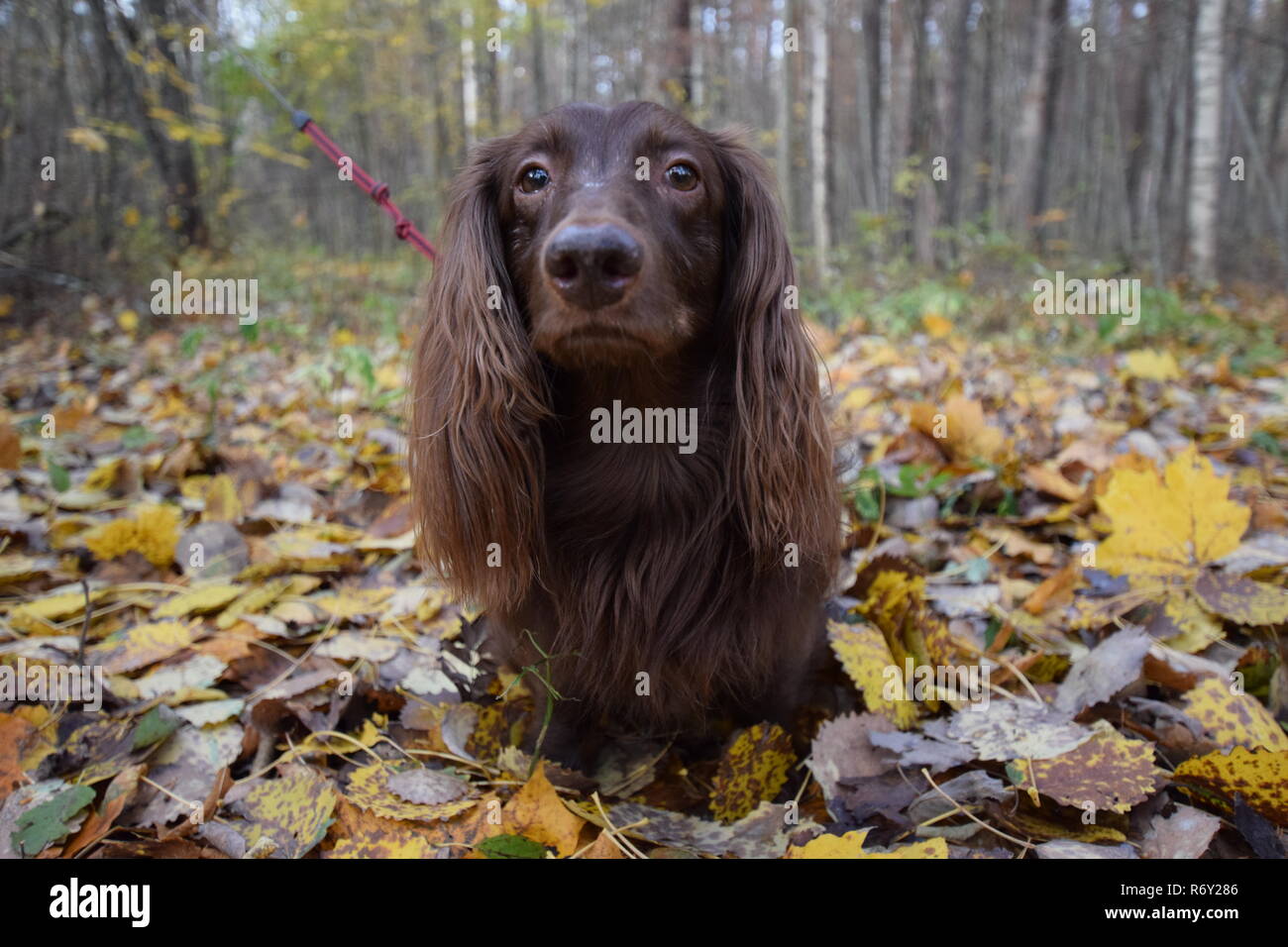 Hund im Wald Stockfoto