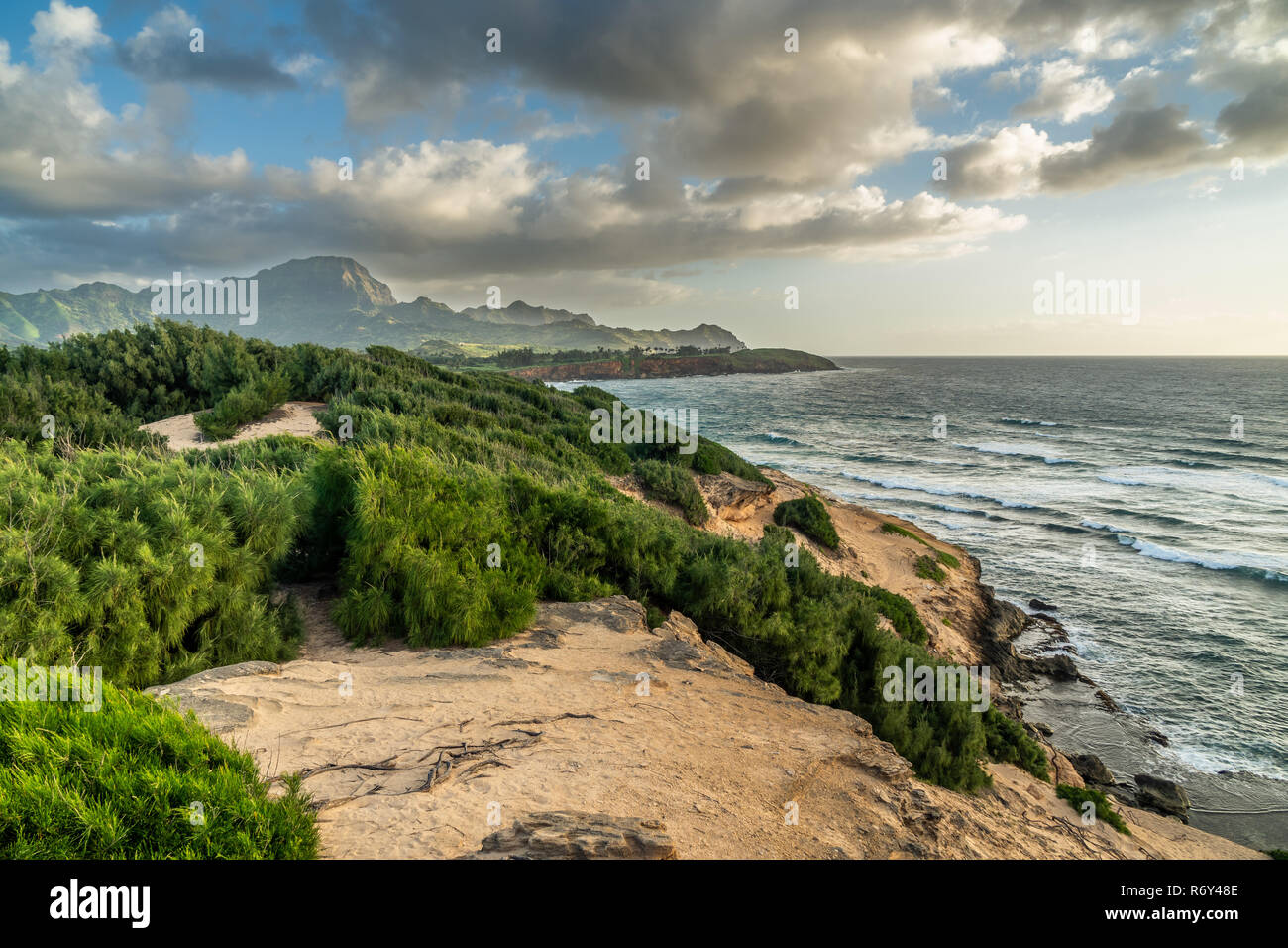 Ironwood Kiefer den sandigen Hügel von makawehi Bluff entlang der Maha "hulepu Heritage Trail mit dem Ozean und Haupu Berg im Hintergrund, Kauai, Stockfoto