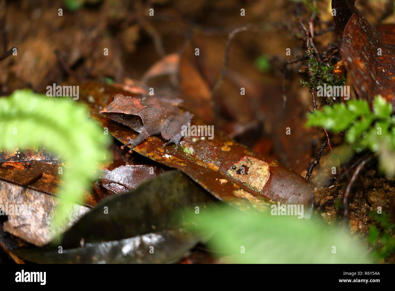 Frosch im sinharaja Regenwald von Sri Lanka Stockfoto