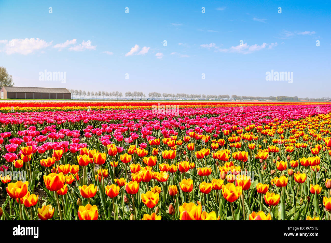 Bunte Tulpen Felder in Holland im Frühling Stockfoto