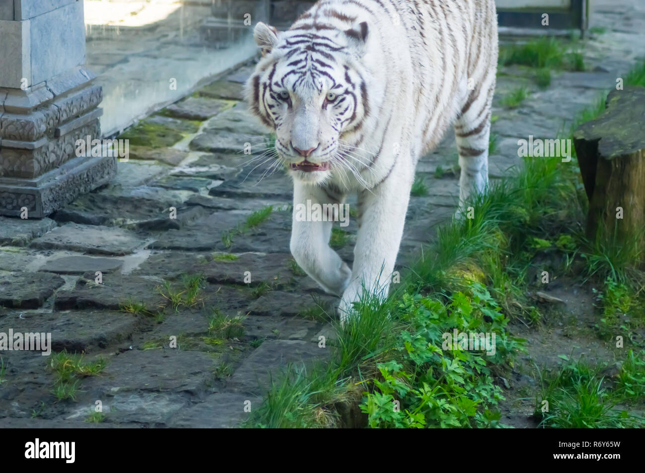 Weißer Tiger im Gras in einem Tier Park Stockfoto