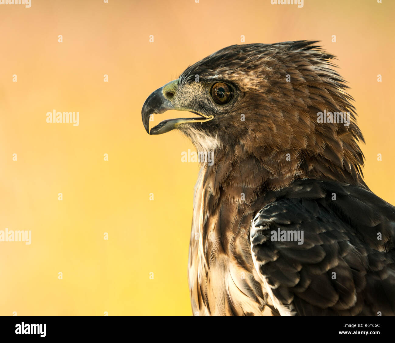 Red-Tailed Hawk III Stockfoto