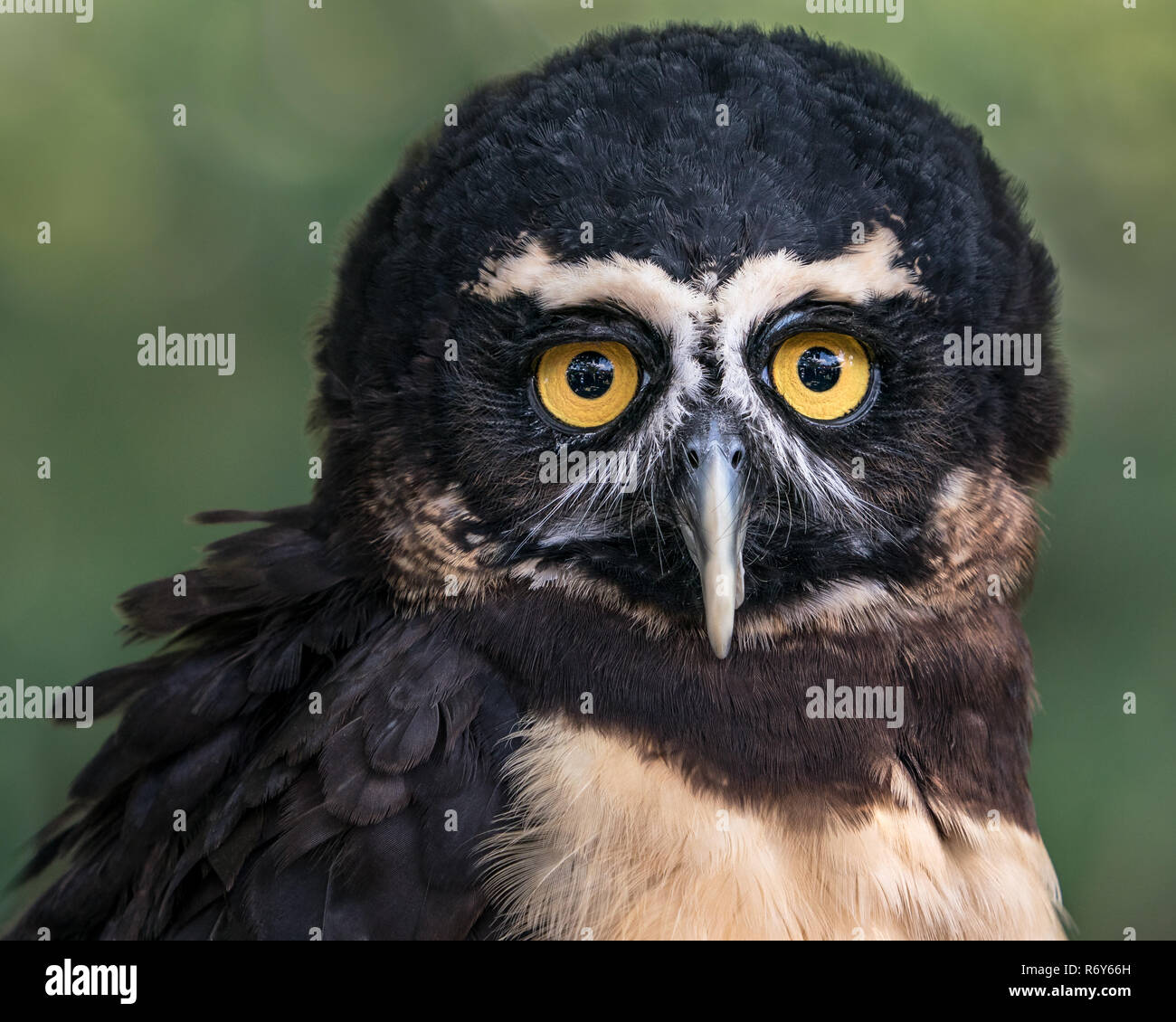 Spectacled Eulen Stockfoto