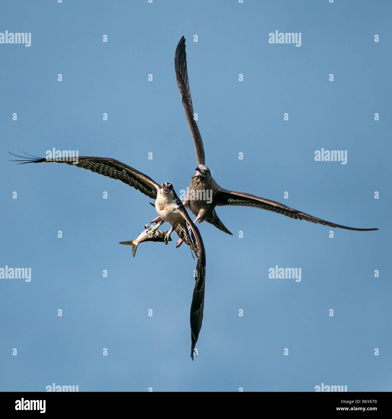 Osprey Vs. Gull IV Stockfoto