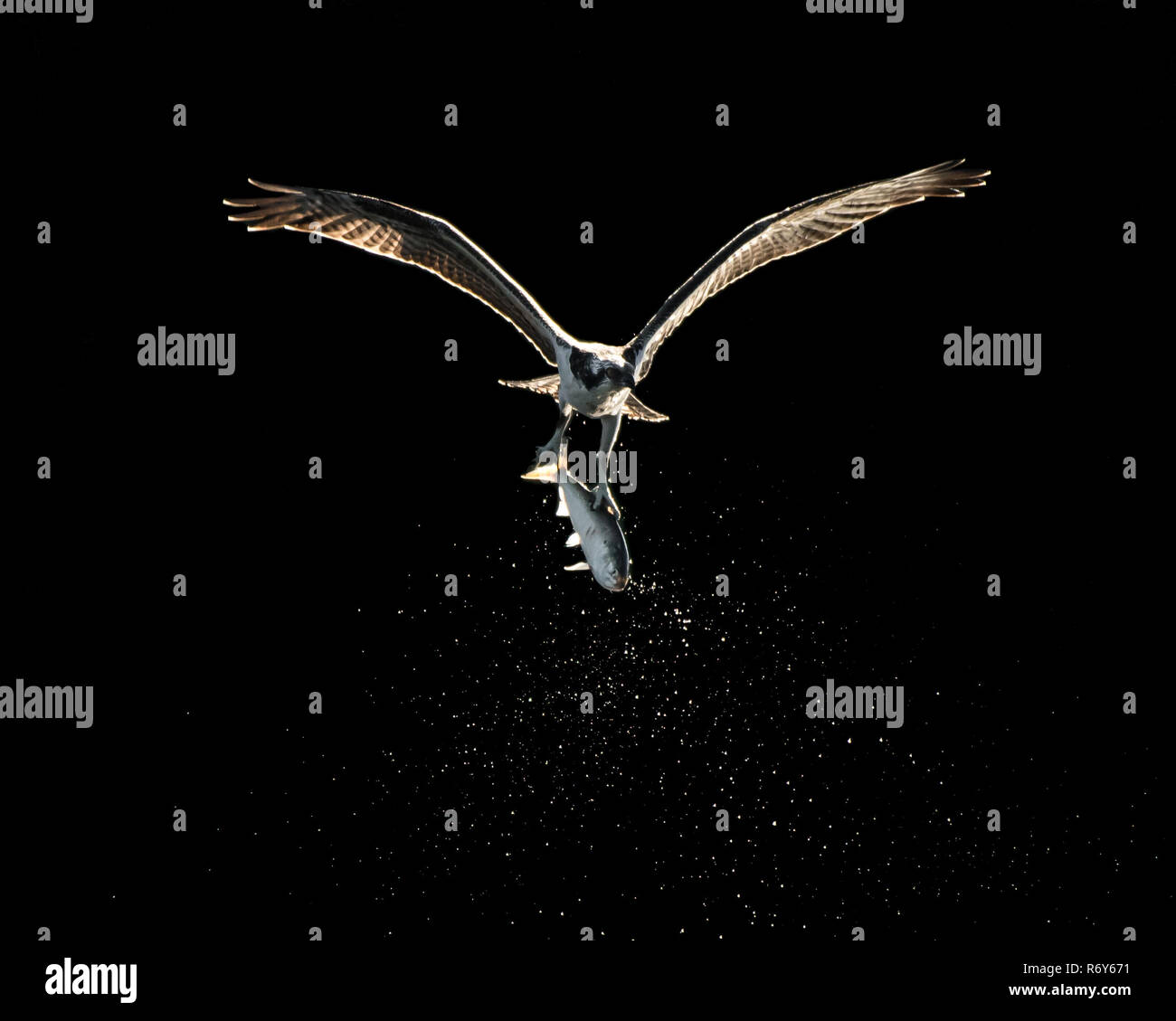 Osprey im Flug mit Catch 18. Stockfoto