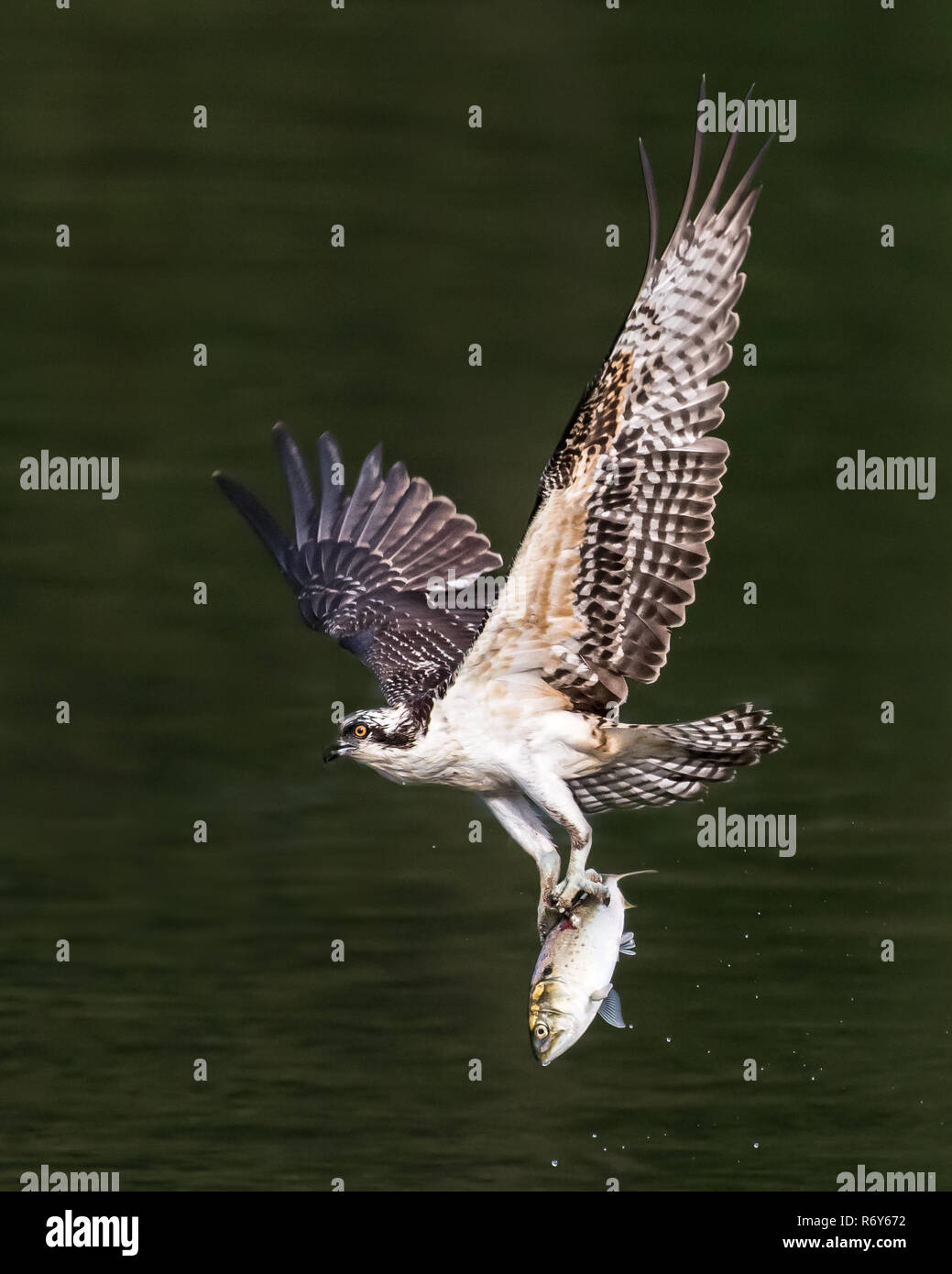 Osprey im Flug mit Catch XXII Stockfoto