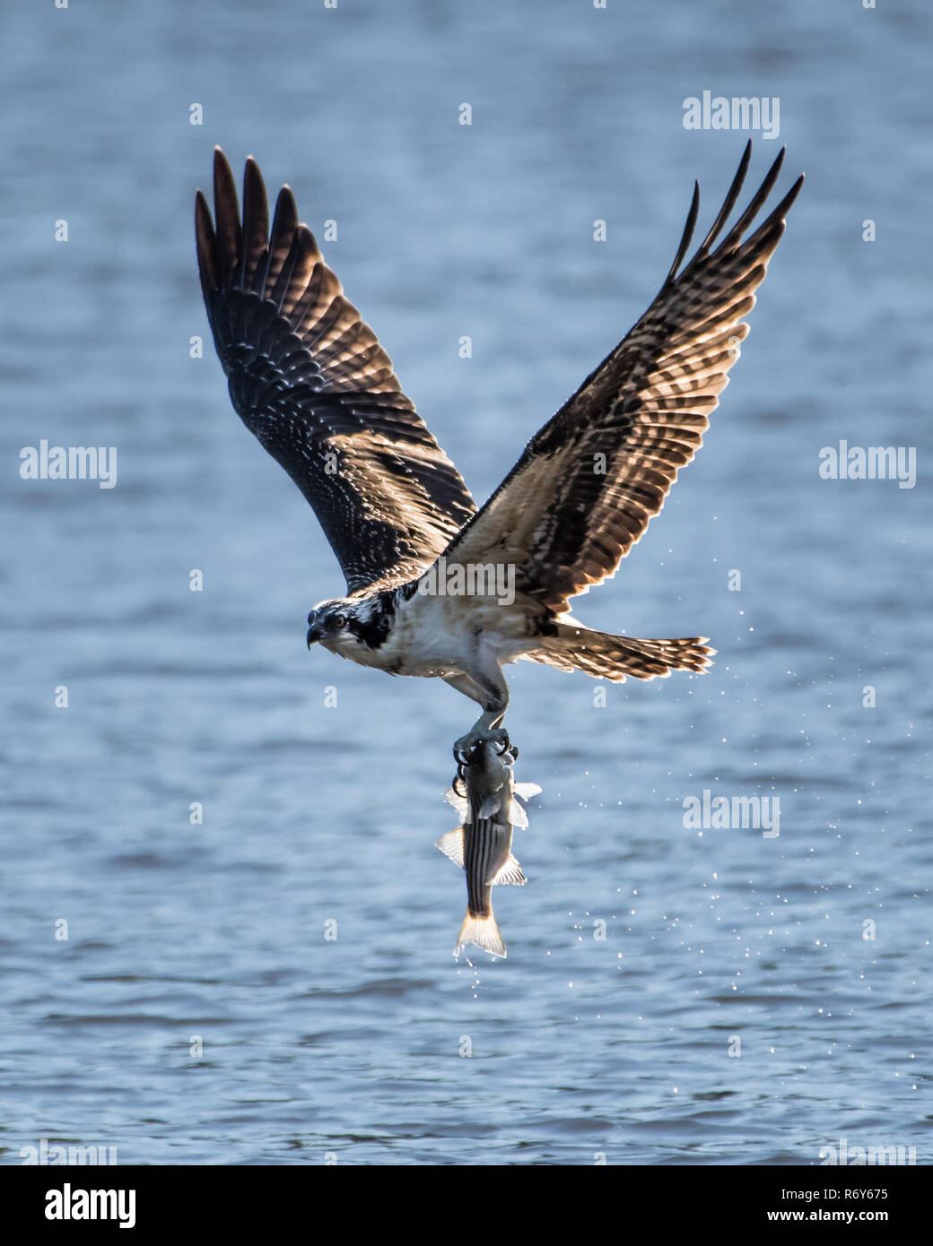 Osprey im Flug mit Catch XXVII. Stockfoto